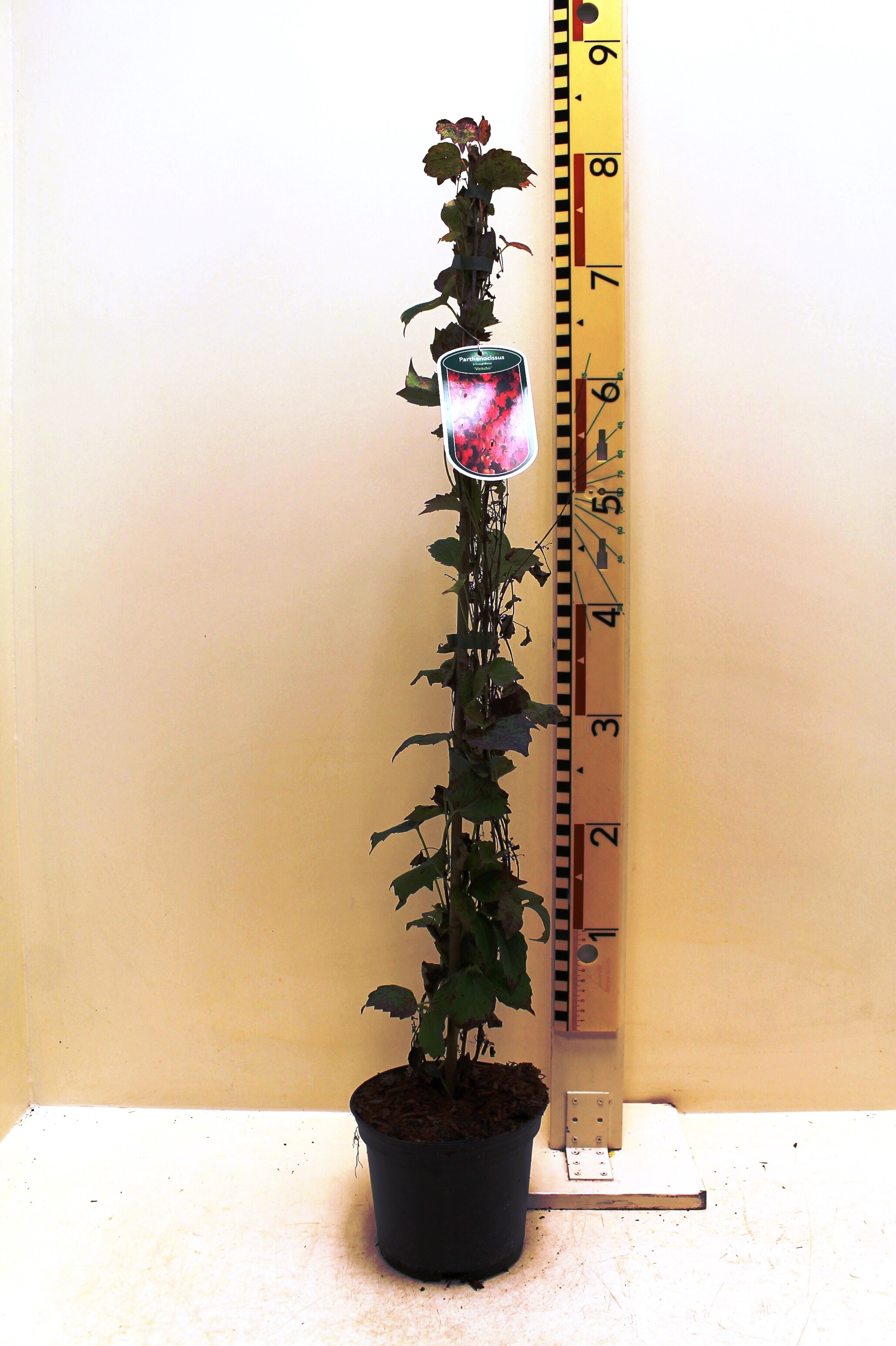 Parthenocissus Veitchii c2
